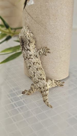 Neukaledonische Riesengecko (Rhacodactylus leachianus) Bayonese  Bild 2