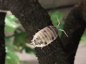 Panda Asseln, Porcellio Laevis, Gesundheitspolizei, Futtertiere, Zierasseln