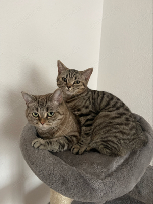  Reinrassige BHK Tabby Katze 