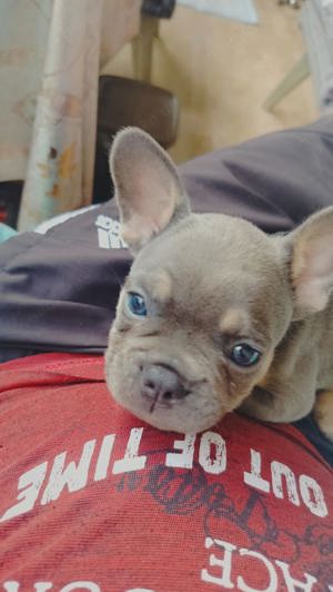 französische bulldogge welpen Männlich