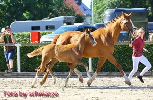 Zuchtstute, Staatsprämienstute,Stute von Quaterback, Fuchs!