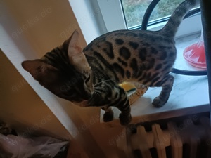 Bengal Kater 6 Monate Alt Katze bengalcat Jungekatze sehr verspielt und verschmust 