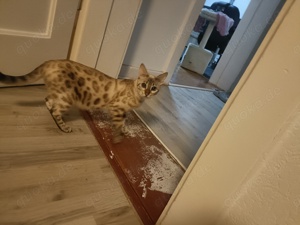 Bengalkatze 1,2 Jahre weiße bengalkatze zu verkaufen