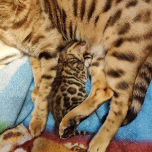 Wunderschöne reinrassige Bengal Kitty sucht ein neues Zuhause.