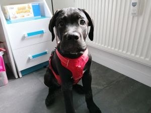 Cane Corso Welpe Rüde