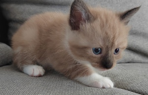 Maine Coon mix