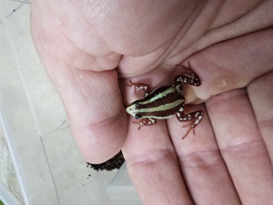 Zuchtgruppe Epipedobates anthonyi Pfeilgiftfrösche, Frösche, Dendrobaten, Dendrobates