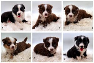 Miniature Australian Shepherd Welpen mit Papieren 