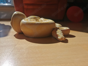 python regius albino