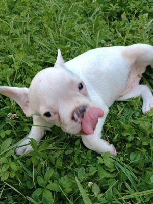 Junge Französische Bulldogge (w)