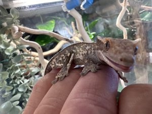 Kronengecko - P1 - Gecko - Correlophus ciliatus - Crested Gecko