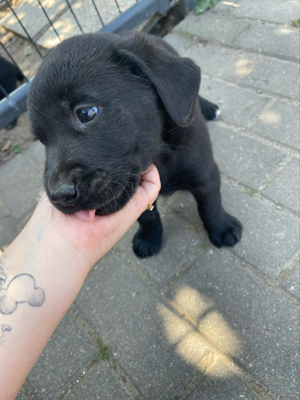 Labrador WELPEN abgabebereit