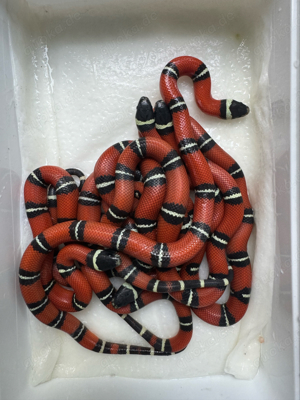 Lampropeltis polyzona 'Sinaloae' het Splotched