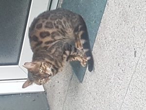 bengal kater Tommy 