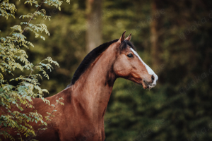 Pferd sucht Reitbeteiligung 