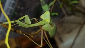 Mantis|Gottesanbeterinnen Hierodula Membranacea Nymphen abzugeben 