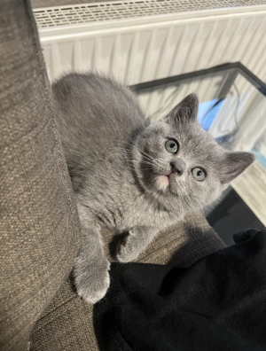 Russian Blue Kitten   12 Wochen alt   Geimpft und bereit für ihr neues Zuhause