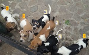 Jack Russell Terrier welpen mit CHIP Eu-Pass ab sofort - Hündinnen