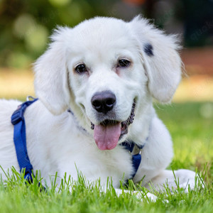 White Sam,  4 Monate - Golden Retriever - Tierhilfe Franken e.V.