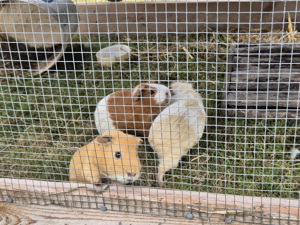 meerschweinchen 