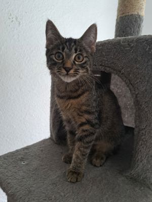 Verkaufen Maine-Coon Mix 