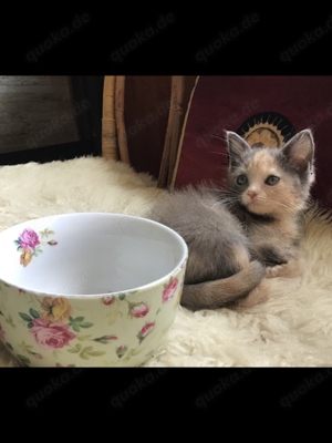 Maine Coon Kitten zum Verlieben