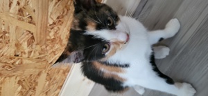 Katze sucht dringend ein Zuhause