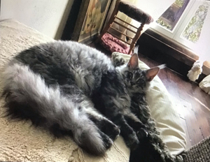 Blue Silver Maine Coon ZuchtKater mit Stammbaum aus preisgekrönter  Championslinie