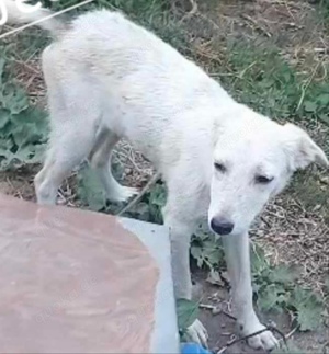 Jeanine - schenkst du ihr ein Zuhause für immer? Bild 3