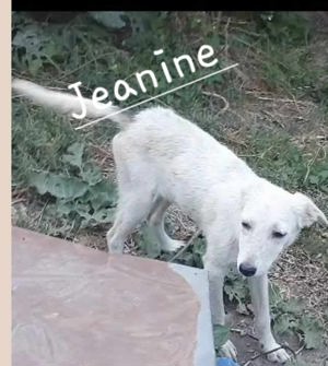 Jeanine - schenkst du ihr ein Zuhause für immer? Bild 4