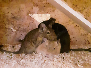 3 Degu Jungs suchen neues Zuhause 