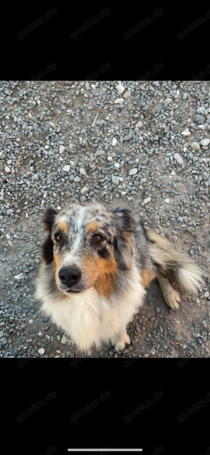 Hübsche Australian Shepherd Hündin 