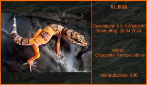 Leopardgecko Mädels aus Zucht abzugeben