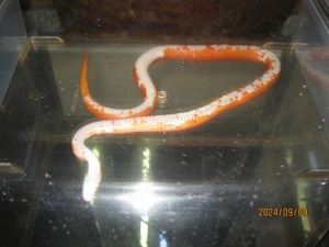 2.0 Pied Sided (Anery) Bloodred Kornnatter ENZ Bild 7