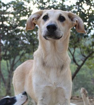 Myanmar, geb. ca. 01 2024, lebt in GRIECHENLAND, auf einer privaten Pflegestelle  Bild 2
