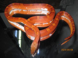 2.0 Pied Sided (Anery) Bloodred Kornnatter ENZ Bild 5