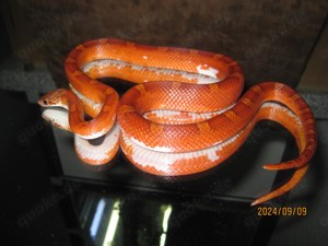 2.0 Pied Sided (Anery) Bloodred Kornnatter ENZ Bild 2