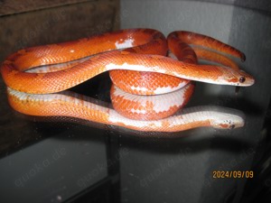 2.0 Pied Sided (Anery) Bloodred Kornnatter ENZ Bild 6
