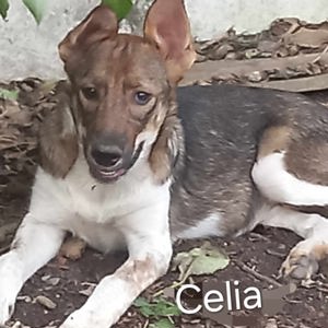 Celia - schenkst du ihr ein liebevolles Zuhause?