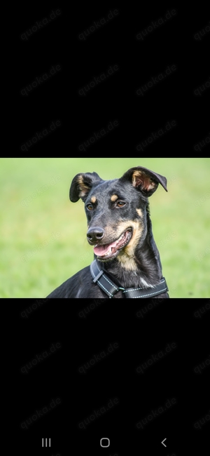 Terrier-Dackel Mix 1 Jahr alt