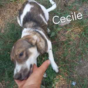 Cecile sucht ein liebevolles Zuhause für immer Bild 3