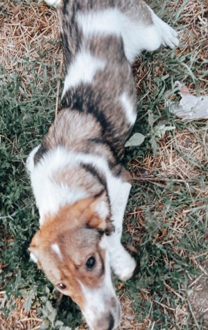 Cecile sucht ein liebevolles Zuhause für immer Bild 4