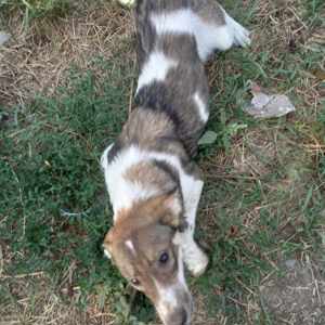 Cecile sucht ein liebevolles Zuhause für immer Bild 2