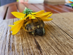 Landschildkröten Jungtiere 