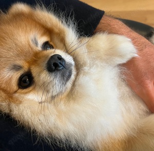 Bärchen Deckrüde Pomeranian Zwergspitz bereit für Ihre Hundedame Bild 6