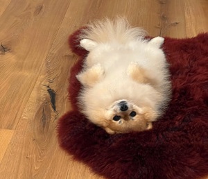Bärchen Deckrüde Pomeranian Zwergspitz bereit für Ihre Hundedame Bild 7