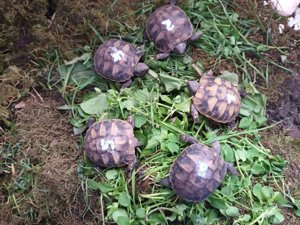 Griechische Landschildkröten Nachzucht zu verkaufen