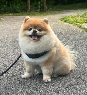 Bärchen Deckrüde Pomeranian Zwergspitz bereit für Ihre Hundedame Bild 2