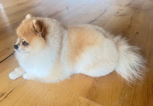 Bärchen Deckrüde Pomeranian Zwergspitz bereit für Ihre Hundedame Bild 9