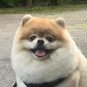 Bärchen Deckrüde Pomeranian Zwergspitz bereit für Ihre Hundedame